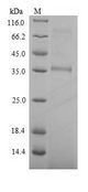 Phosphinothricin N-acetyltransferase Protein - (Tris-Glycine gel) Discontinuous SDS-PAGE (reduced) with 5% enrichment gel and 15% separation gel.