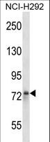 STRN / Striatin Antibody - STRN Antibody western blot of NCI-H292 cell line lysates (35 ug/lane). The STRN antibody detected the STRN protein (arrow).