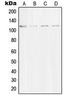 STRN / Striatin Antibody - Western blot analysis of Striatin expression in A549 (A); NIH3T3 (B); SKNSH (C); rat brain (D) whole cell lysates.