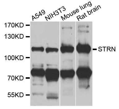 STRN / Striatin Antibody - Western blot analysis of extracts of various cells.