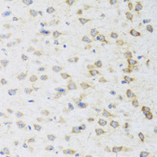 STRN / Striatin Antibody - Immunohistochemistry of paraffin-embedded mouse brain tissue.
