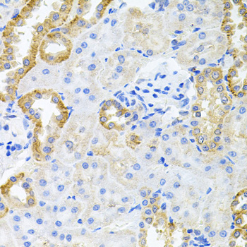 STRN3 Antibody - Immunohistochemistry of paraffin-embedded rat kidney tissue.