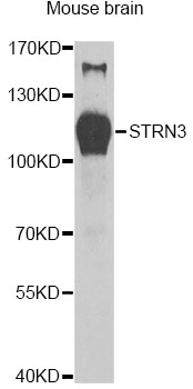 STRN3 Antibody - Western blot analysis of extracts of mouse brain, using STRN3 antibody at 1:1000 dilution. The secondary antibody used was an HRP Goat Anti-Rabbit IgG (H+L) at 1:10000 dilution. Lysates were loaded 25ug per lane and 3% nonfat dry milk in TBST was used for blocking. An ECL Kit was used for detection and the exposure time was 30s.