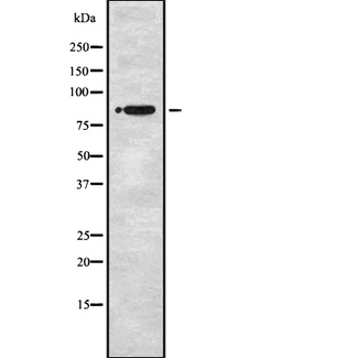 STRN3 Antibody - Western blot analysis of STRN1/3 expression in HEK293 cells. The lane on the left is treated with the antigen-specific peptide.