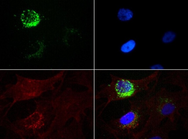 STRO-1 Antibody - Immunocytochemistry/Immunofluorescence: STRO-1 Antibody (STRO-1) - Antibody was tested at 1:50 in MG-63 cells with FITC (green). Nuclei and actin were counterstained with Dapi (blue) and Phalloidin (red).  This image was taken for the unconjugated form of this product. Other forms have not been tested.