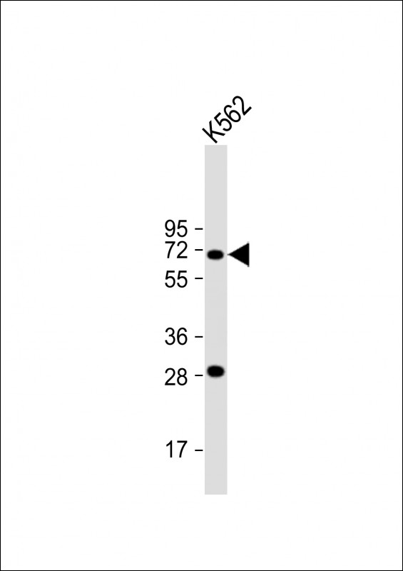 STT3A / ITM1 Antibody - Anti-STT3A Antibody (Center) at 1:2000 dilution + K562 whole cell lysate Lysates/proteins at 20 µg per lane. Secondary Goat Anti-Rabbit IgG, (H+L), Peroxidase conjugated at 1/10000 dilution. Predicted band size: 81 kDa Blocking/Dilution buffer: 5% NFDM/TBST.