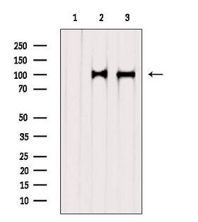 STT3A / ITM1 Antibody