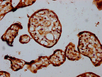 STT3B Antibody - Immunohistochemistry Dilution at 1:300 and staining in paraffin-embedded human placenta tissue performed on a Leica BondTM system. After dewaxing and hydration, antigen retrieval was mediated by high pressure in a citrate buffer (pH 6.0). Section was blocked with 10% normal Goat serum 30min at RT. Then primary antibody (1% BSA) was incubated at 4°C overnight. The primary is detected by a biotinylated Secondary antibody and visualized using an HRP conjugated SP system.