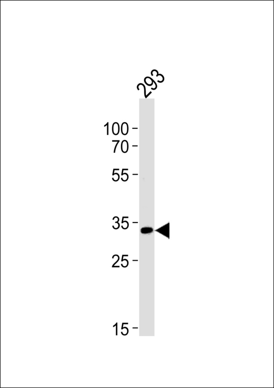 STUB1 / CHIP Antibody - CHIP Antibody western blot of 293 cell line lysates (35 ug/lane). The CHIP antibody detected the CHIP protein (arrow).