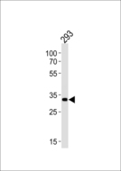 STUB1 / CHIP Antibody - STUB1 Antibody western blot of 293 cell line lysates (35 ug/lane). The STUB1 antibody detected the STUB1 protein (arrow).