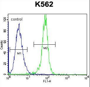 STUB1 / CHIP Antibody - STUB1 Antibody flow cytometry of K562 cells (right histogram) compared to a negative control cell (left histogram). FITC-conjugated goat-anti-rabbit secondary antibodies were used for the analysis.