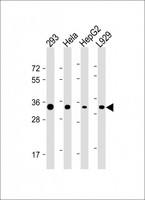 STUB1 / CHIP Antibody - All lanes: Anti-STUB1 Antibody (C-term) at 1:4000 dilution Lane 1: 293 whole cell lysate Lane 2: Hela whole cell lysate Lane 3: HepG2 whole cell lysate Lane 4: L929 whole cell lysate Lysates/proteins at 20 µg per lane. Secondary Goat Anti-mouse IgG, (H+L), Peroxidase conjugated at 1/10000 dilution. Predicted band size: 35 kDa Blocking/Dilution buffer: 5% NFDM/TBST.
