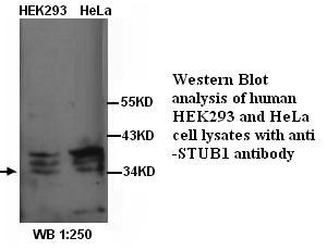STUB1 / CHIP Antibody