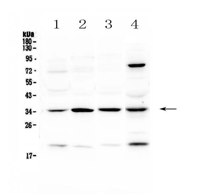 STUB1 / CHIP Antibody - Western blot - Anti-STUB1/Chip Picoband antibody