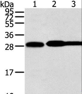 STX10 / Syntaxin 10 Antibody - Western blot analysis of HeLa, LOVO and A431 cell, using STX10 Polyclonal Antibody at dilution of 1:800.