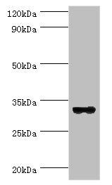 STX11 / Syntaxin 11 Antibody - Western blot All lanes: STX11 antibody at 6µg/ml + Mouse skeletal muscle tissue Secondary Goat polyclonal to rabbit IgG at 1/10000 dilution Predicted band size: 33 kDa Observed band size: 33 kDa