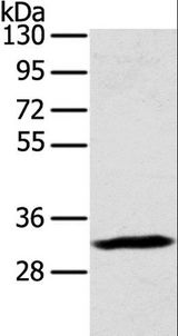STX11 / Syntaxin 11 Antibody - Western blot analysis of Mouse lung tissue, using STX11 Polyclonal Antibody at dilution of 1:400.