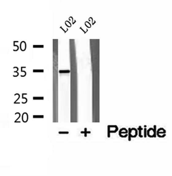 STX11 / Syntaxin 11 Antibody - Western blot analysis of extracts of L02 cells using Syntaxin 11 antibody.