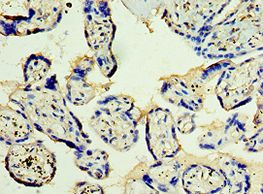 STX12 / Syntaxin 12 Antibody - Immunohistochemistry of paraffin-embedded human placenta using antibody at 1:100 dilution.
