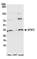 STX17 / Syntaxin 17 Antibody - Detection of human STX17 by western blot. Samples: Whole cell lysate (50 µg) from HeLa, HEK293T, and Jurkat cells prepared using NETN lysis buffer. Antibody: Affinity purified rabbit anti-STX17 antibody used for WB at 1:1000. Detection: Chemiluminescence with an exposure time of 30 seconds.