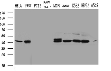 STX18 / Syntaxin 18 Antibody - Western blot analysis of extracts. (35ug) from 9 different cell lines by using anti-STX18 monoclonal antibody. (1:500)