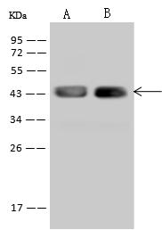 STX18 / Syntaxin 18 Antibody - Anti-STX18 rabbit polyclonal antibody at 1:500 dilution. Lane A: 293T Whole Cell Lysate. Lane B: HeLa Whole Cell Lysate. Lysates/proteins at 30 ug per lane. Secondary: Goat Anti-Rabbit IgG (H+L)/HRP at 1/10000 dilution. Developed using the ECL technique. Performed under reducing conditions. Predicted band size: 39 kDa. Observed band size: 43 kDa.