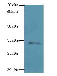 STX19 / Syntaxin 19 Antibody - Western blot. All lanes: STX19 antibody at 2 ug/ml+K54- whole cell lysate Goat polyclonal to rabbit at 1:10000 dilution. Predicted band size: 34 kDa. Observed band size: 34 kDa.