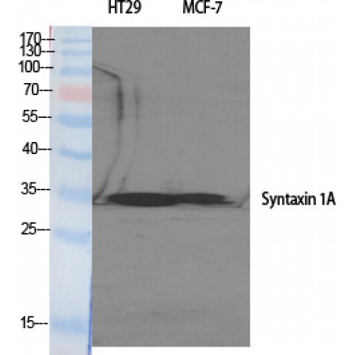STX1A / Syntaxin 1A Antibody - Western blot of Syntaxin 1 antibody