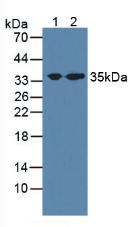 STX1A / Syntaxin 1A Antibody - Western Blot; Sample: Lane1: Porcine Brain Tissue; Lane2: Mouse Brain Tissue.