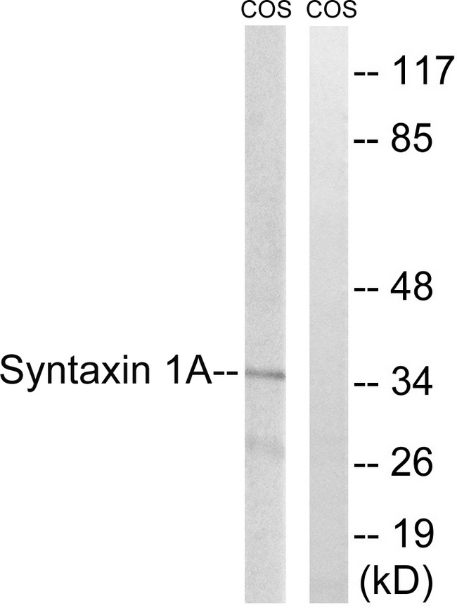 STX1A / Syntaxin 1A Antibody - Western blot analysis of lysates from COS7 cells, using Syntaxin 1A Antibody. The lane on the right is blocked with the synthesized peptide.