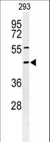 STX1A / Syntaxin 1A Antibody - Western blot of STX1A Antibody in 293 cell line lysates (35 ug/lane). STX1A (arrow) was detected using the purified antibody.