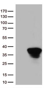 STX1A / Syntaxin 1A Antibody - HEK293T cells were transfected with the pCMV6-ENTRY control. (Left lane) or pCMV6-ENTRY STX1A. (Right lane) cDNA for 48 hrs and lysed. Equivalent amounts of cell lysates. (5 ug per lane) were separated by SDS-PAGE and immunoblotted with anti-STX1A. (1:500)