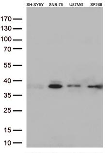 STX1A / Syntaxin 1A Antibody - Western blot analysis of extracts. (35ug) from 4 different cell lines by using anti-STX1A monoclonal antibody. (1:500)