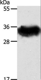 STX1A / Syntaxin 1A Antibody - Western blot analysis of Mouse brain tissue, using STX1A Polyclonal Antibody at dilution of 1:600.