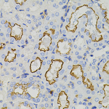 STX1A / Syntaxin 1A Antibody - Immunohistochemistry of paraffin-embedded mouse kidney tissue.