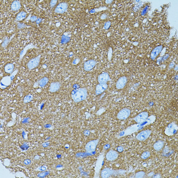 STX1A / Syntaxin 1A Antibody - Immunohistochemistry of paraffin-embedded rat brain tissue.