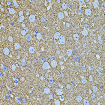 STX1A / Syntaxin 1A Antibody - Immunohistochemistry of paraffin-embedded mouse brain tissue.