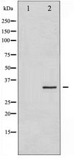 STX1A / Syntaxin 1A Antibody - Western blot of Syntaxin 1A expression in HT29 whole cell lysates,The lane on the left is treated with the antigen-specific peptide.