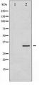 STX1A / Syntaxin 1A Antibody - Western blot of Syntaxin 1A expression in HT29 whole cell lysates,The lane on the left is treated with the antigen-specific peptide.