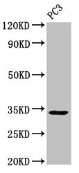 STX1A / Syntaxin 1A Antibody - Positive Western Blot detected in PC3 whole cell lysate. All lanes: STX1A antibody at 3 µg/ml Secondary Goat polyclonal to rabbit IgG at 1/50000 dilution. Predicted band size: 34, 30, 29 KDa. Observed band size: 34 KDa
