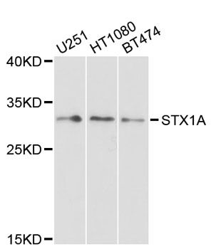 STX1A / Syntaxin 1A Antibody - Western blot analysis of extracts of various cell lines, using STX1A antibody at 1:1000 dilution. The secondary antibody used was an HRP Goat Anti-Rabbit IgG (H+L) at 1:10000 dilution. Lysates were loaded 25ug per lane and 3% nonfat dry milk in TBST was used for blocking. An ECL Kit was used for detection and the exposure time was 60s.