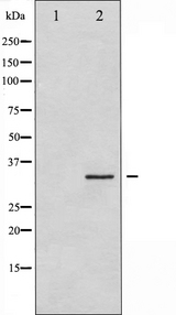 STX1A / Syntaxin 1A Antibody - Western blot analysis of Syntaxin 1A expression in HT29 whole cells lysates. The lane on the left is treated with the antigen-specific peptide.