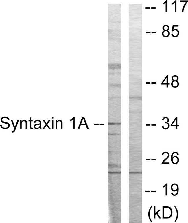 STX1A / Syntaxin 1A Antibody - Western blot analysis of extracts from COS7 cells, using Syntaxin 1A (Ab-14) antibody.