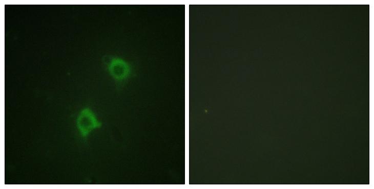 STX1A / Syntaxin 1A Antibody - Peptide - + Immunofluorescence analysis of NIH/3T3 cells, using Syntaxin 1A (Ab-14) antibody.