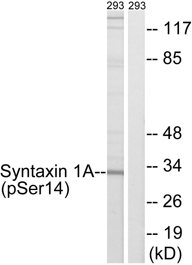 STX1A / Syntaxin 1A Antibody - Western blot analysis of lysates from 293 cells, using Syntaxin 1A (Phospho-Ser14) Antibody. The lane on the right is blocked with the phospho peptide.