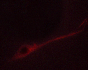 STX1A / Syntaxin 1A Antibody - Staining NIH-3T3 cells by IF/ICC. The samples were fixed with PFA and permeabilized in 0.1% saponin prior to blocking in 10% serum for 45 min at 37°C. The primary antibody was diluted 1/400 and incubated with the sample for 1 hour at 37°C. A Alexa Fluor 594 conjugated goat polyclonal to rabbit IgG (H+L), diluted 1/600 was used as secondary antibody.