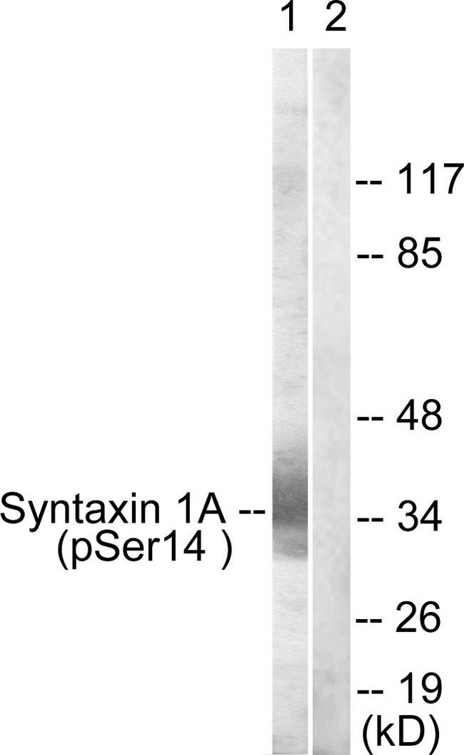 STX1A / Syntaxin 1A Antibody - Western blot analysis of extracts from mouse brain cells, using Syntaxin 1A (Phospho-Ser14) antibody.