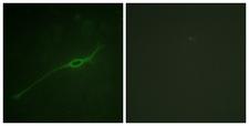 STX1A / Syntaxin 1A Antibody - P-peptide - + Immunofluorescence analysis of NIH/3T3 cells, using Syntaxin 1A (Phospho-Ser14) antibody.