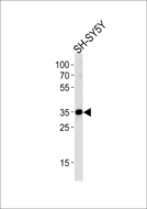 STX1B / Syntaxin 1B Antibody - STX1B Antibody western blot of SH-SY5Y cell line lysates (35 ug/lane). The STX1B antibody detected the STX1B protein (arrow).