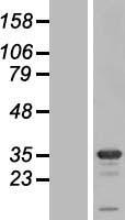 STX1B / Syntaxin 1B Protein - Western validation with an anti-DDK antibody * L: Control HEK293 lysate R: Over-expression lysate